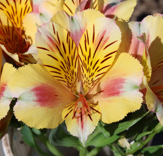 Alstroemeria - Sara (Dwarf)