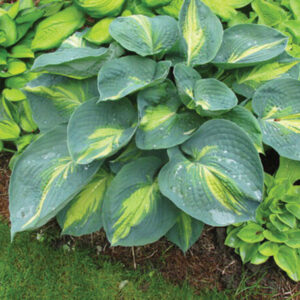 Dream Queen - Hosta "NEW RELEASE"