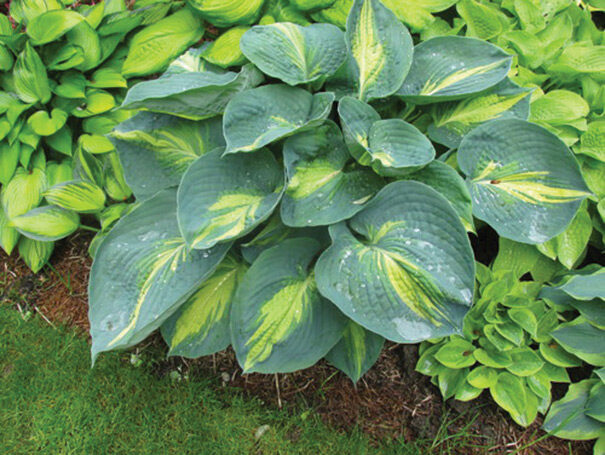 Dream Queen - Hosta "NEW RELEASE"