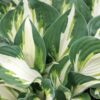 Vulcan - Hosta "NEW RELEASE"