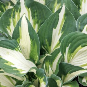 Vulcan - Hosta "NEW RELEASE"