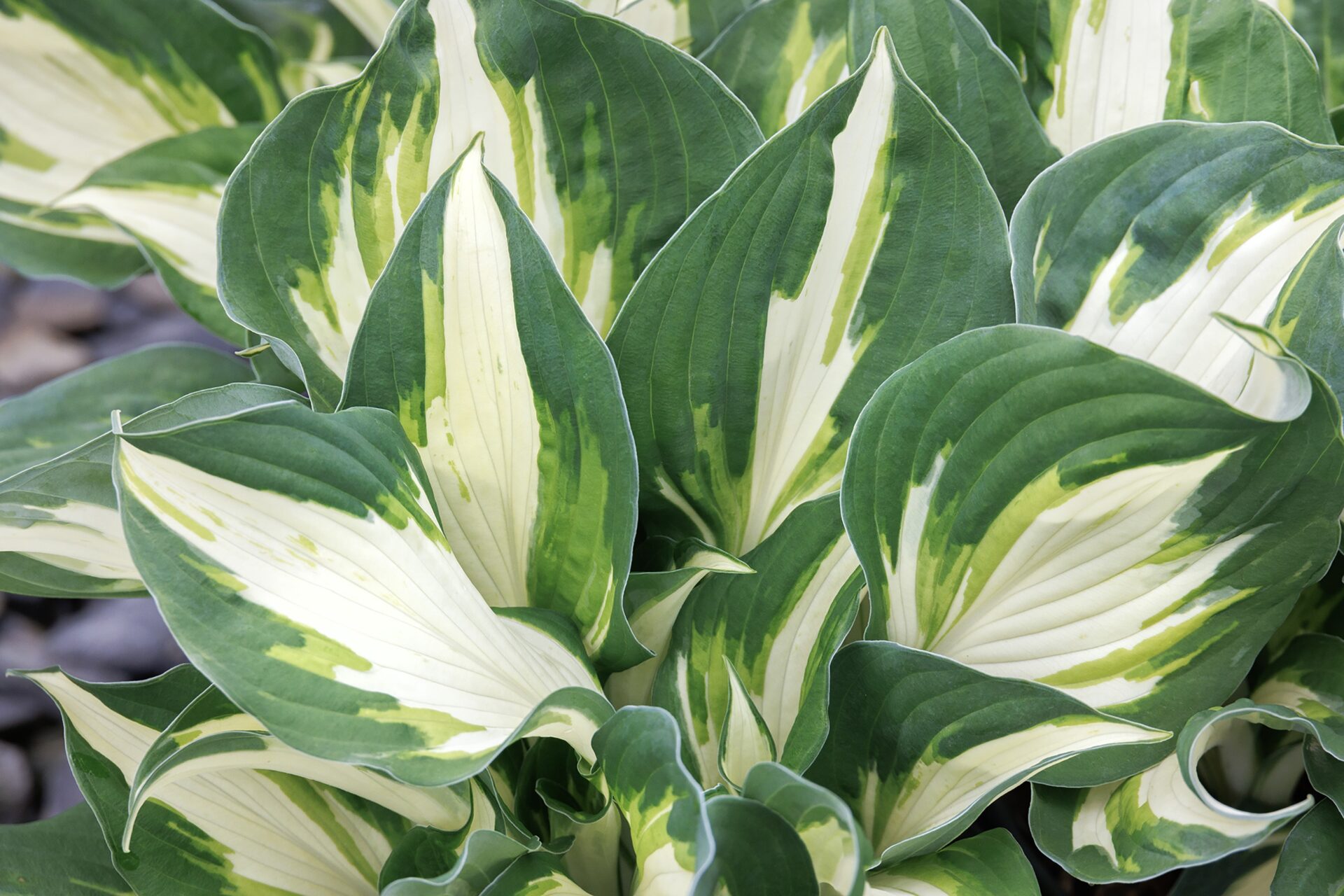 Vulcan - Hosta "NEW RELEASE"