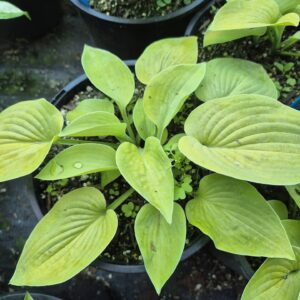Gold Edger - Hosta (Medium Grade)