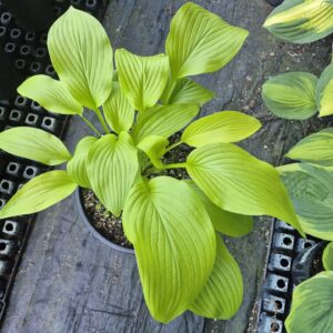 Gold Haze - Hosta (Medium Grade)
