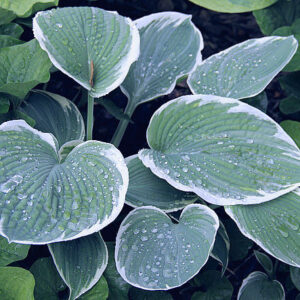 Barbara Ann- Hosta "NEW RELEASE"