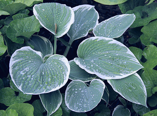 Barbara Ann- Hosta "NEW RELEASE"