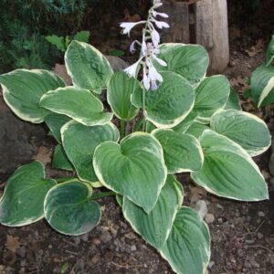 Christmas Tree - Hosta "NEW RELEASE"