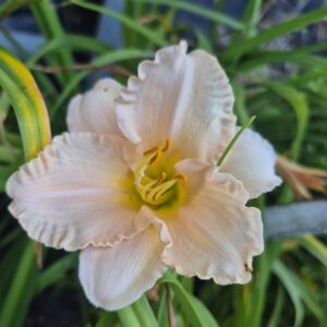 Daylily - Lullaby Baby