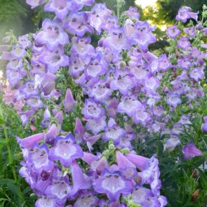 Penstemon - Cha Cha lavender (Small Grade)