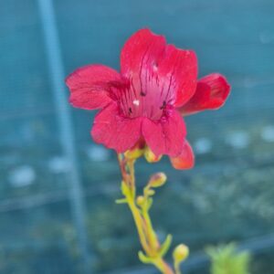 Penstemon - Red (Small Grade)