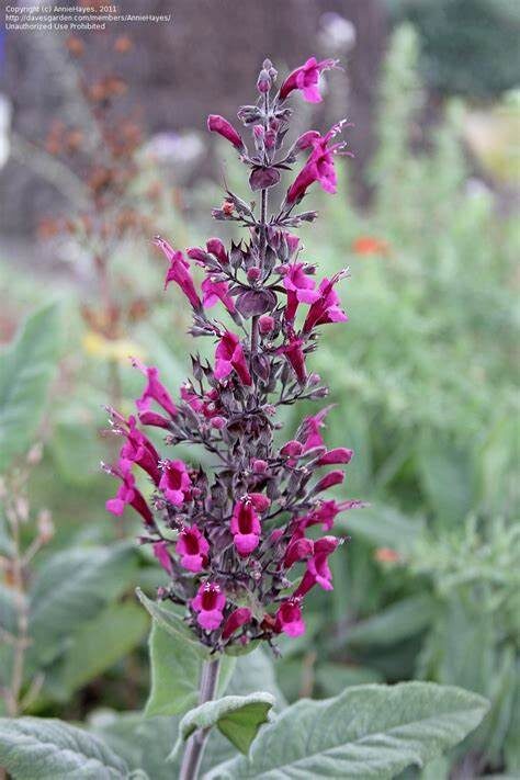Salvia - Lepechinia