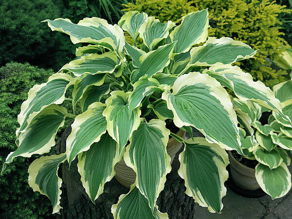 Tropical Dancer - Hosta "NEW RELEASE"