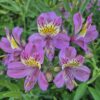 Alstroemeria - Ariya (Tall)