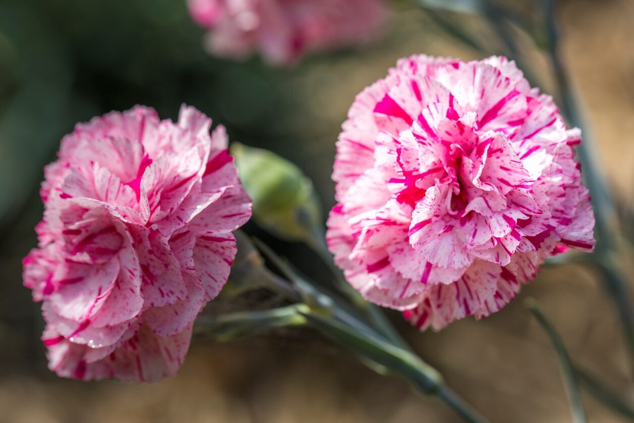 Dianthus - Pinball Wizard