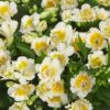 Alstroemeria - Yentl (Dwarf)