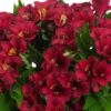 Alstroemeria - Lizzy (Dwarf) NEW RELEASE!!