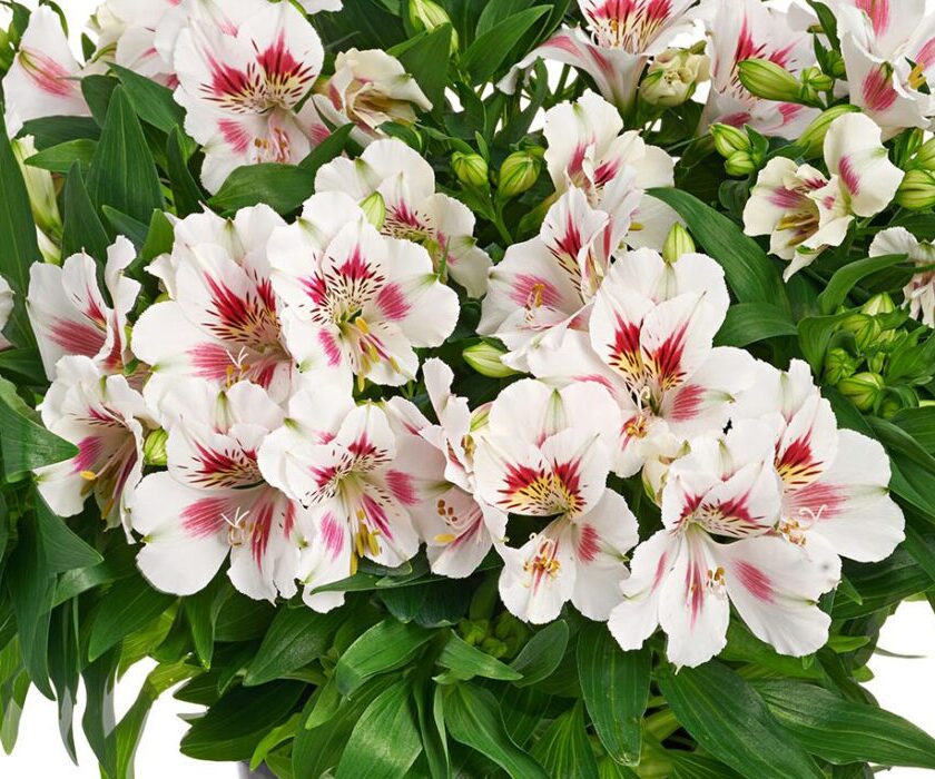 Alstroemeria - Zaria (Dwarf) NEW RELEASE!!
